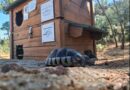 Dog’s & Cat’s Home: Ο άνθρωπος πίσω από τα σπιτάκια για τις γάτες της γειτονιάς μας